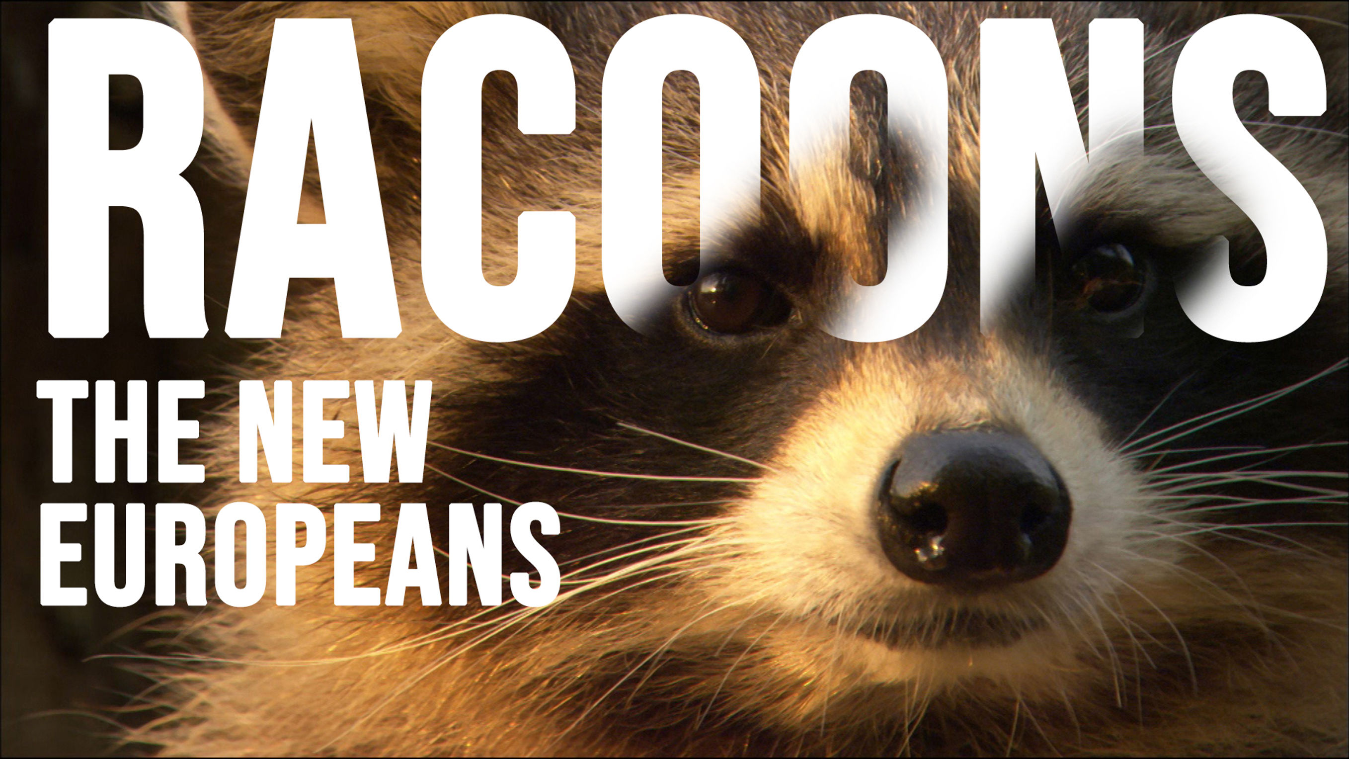 racoons_mini